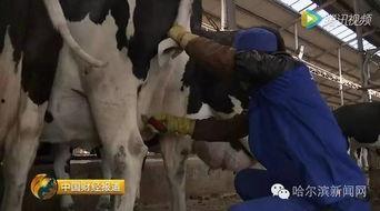 国产牛奶的视频,品质生活从一杯好奶开始