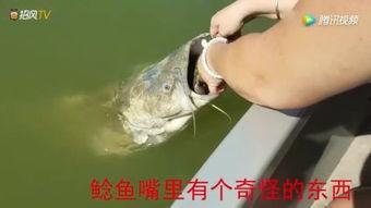 国产鲶鱼大全视频播放,探寻水族馆里的珍稀品种