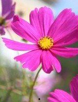 草草国产好的视频在线,精彩纷呈，不容错过