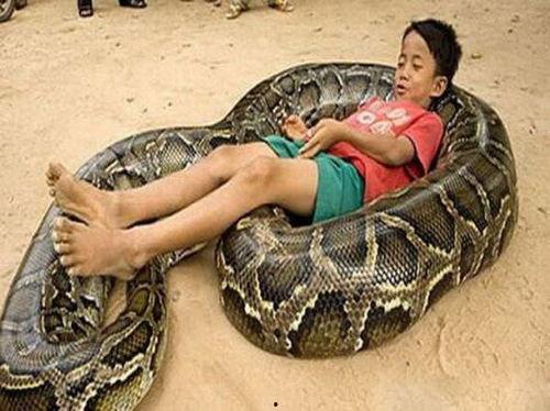 国产巨蟒图片高清大图视频