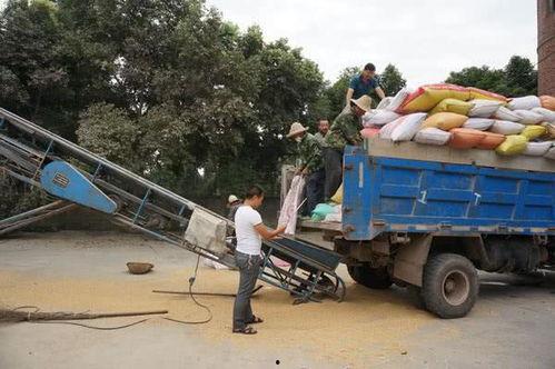 国产粮食收购视频,丰收喜悦映照丰收画卷
