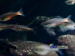 国产原生鱼的视频,探寻国产原生鱼的生态魅力与美食之旅