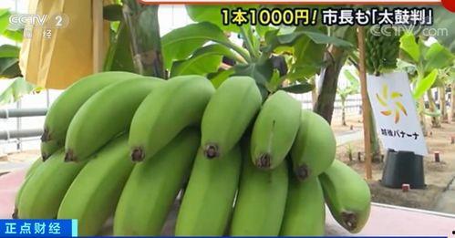 曰本大香蕉国产线视频,一场视觉与情感的盛宴